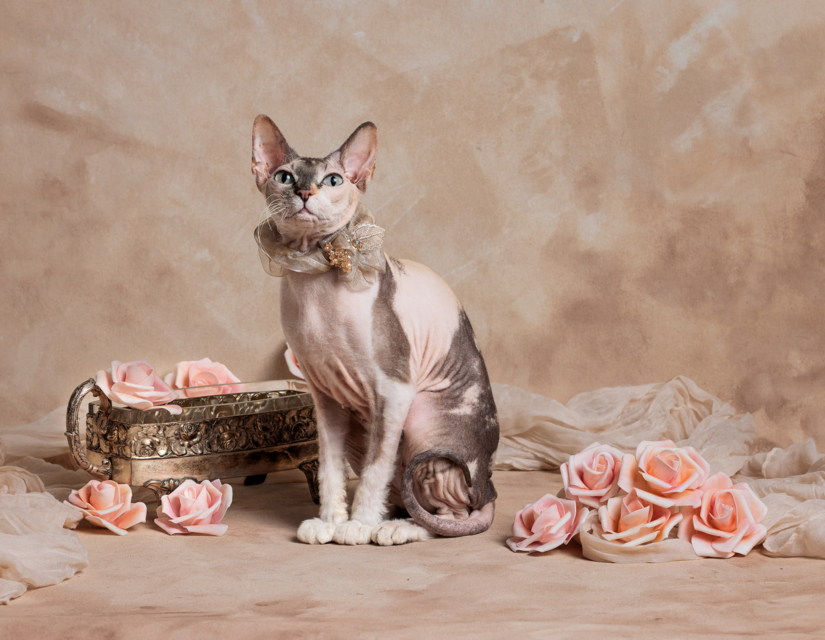Mačka s kvetmi na vintage fotografickom pozadí